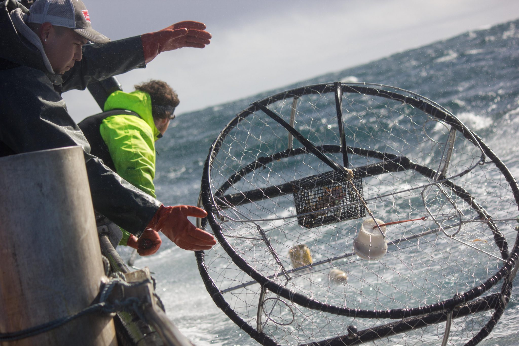 Bluefin tuna case study image