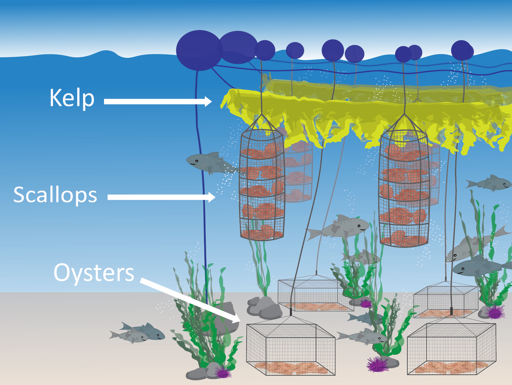 Shellfish Farm At Harvey Horton Blog