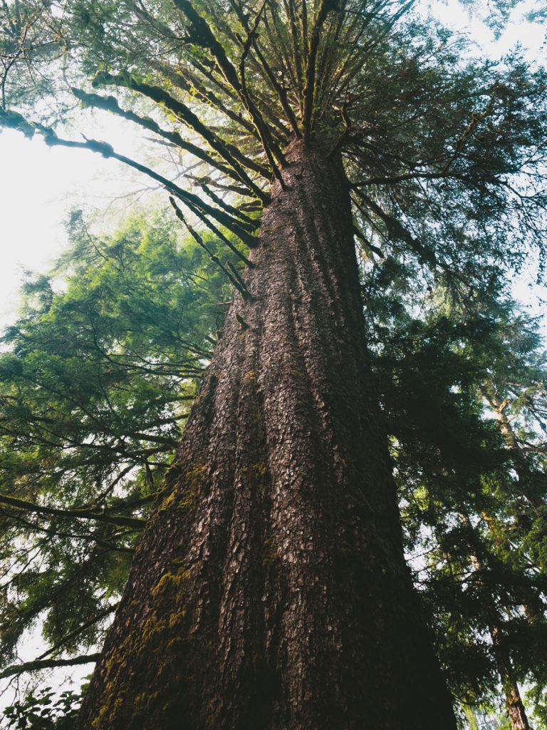 West Coast tree in beautiful British Columbia