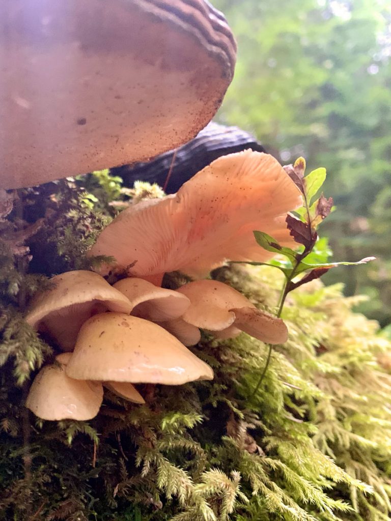 North Coast mushroom