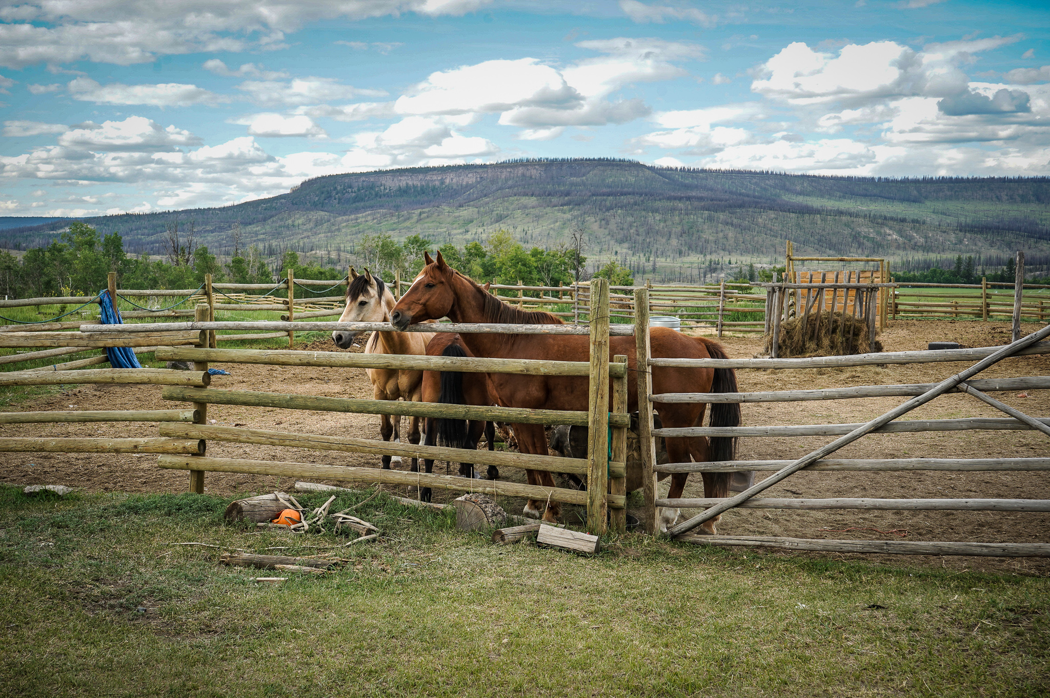 Free roaming horses in Yuneŝit’in.EcotrustCanada.2021
