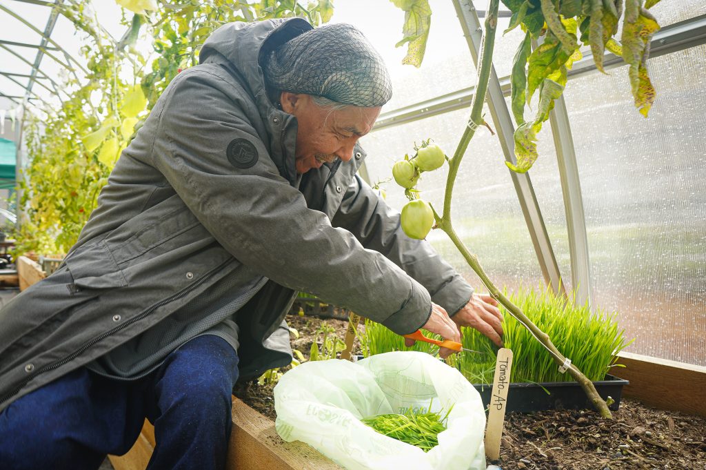 At the grand opening of the Kaien/Kxeen Urban Farm, Eric, a local resident, came by to harvest wheatgrass