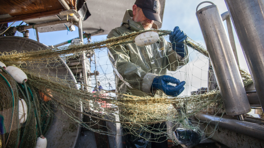 Gillnet Fishing on the North Coast of BC