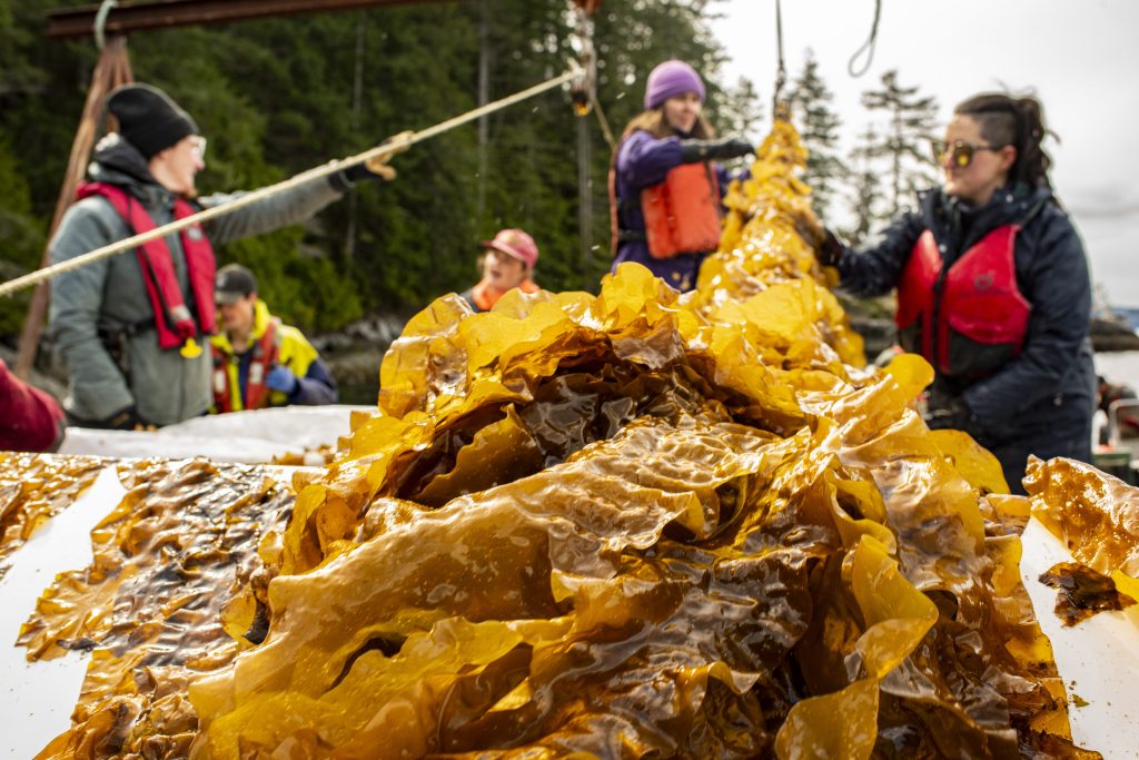 Regenerative Ocean Farming on the Pacific Northwest, BC.