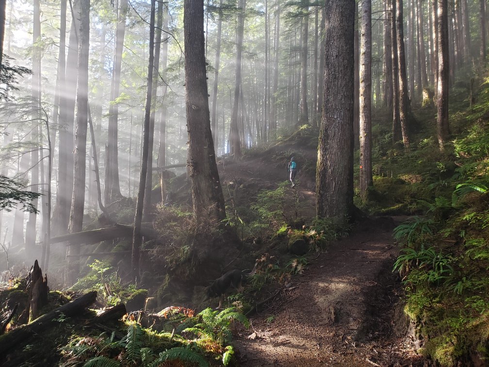 Walking through the trees (Ecotrust Canada)