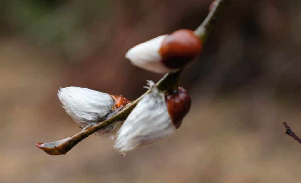 Nature, Nuxalk Territory
