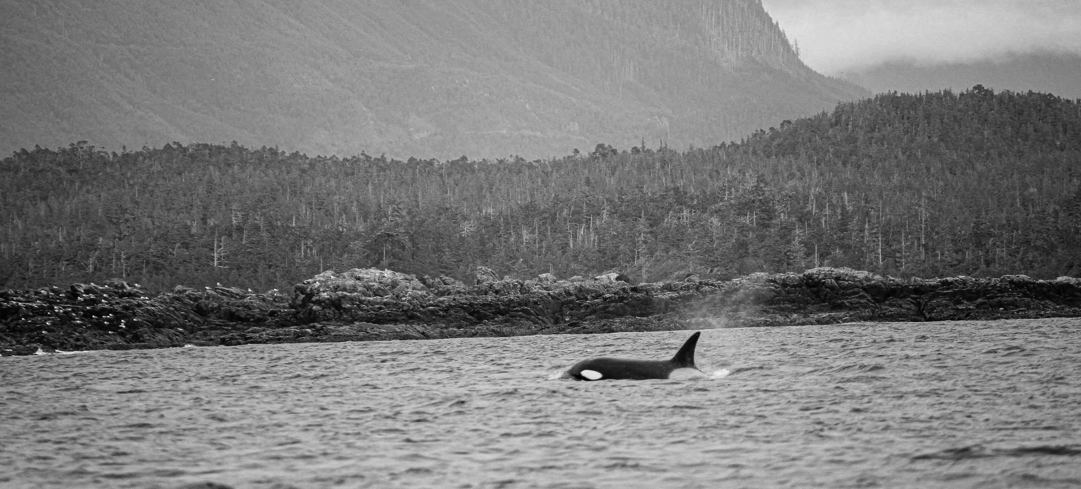Orca in waters within Khutzeeymateen Provincial Park