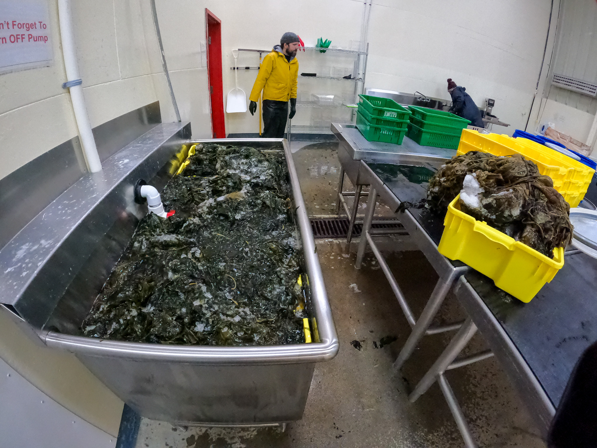Our Food Systems Coordinator, Charles Gerein, processes 900 lbs of kelp.