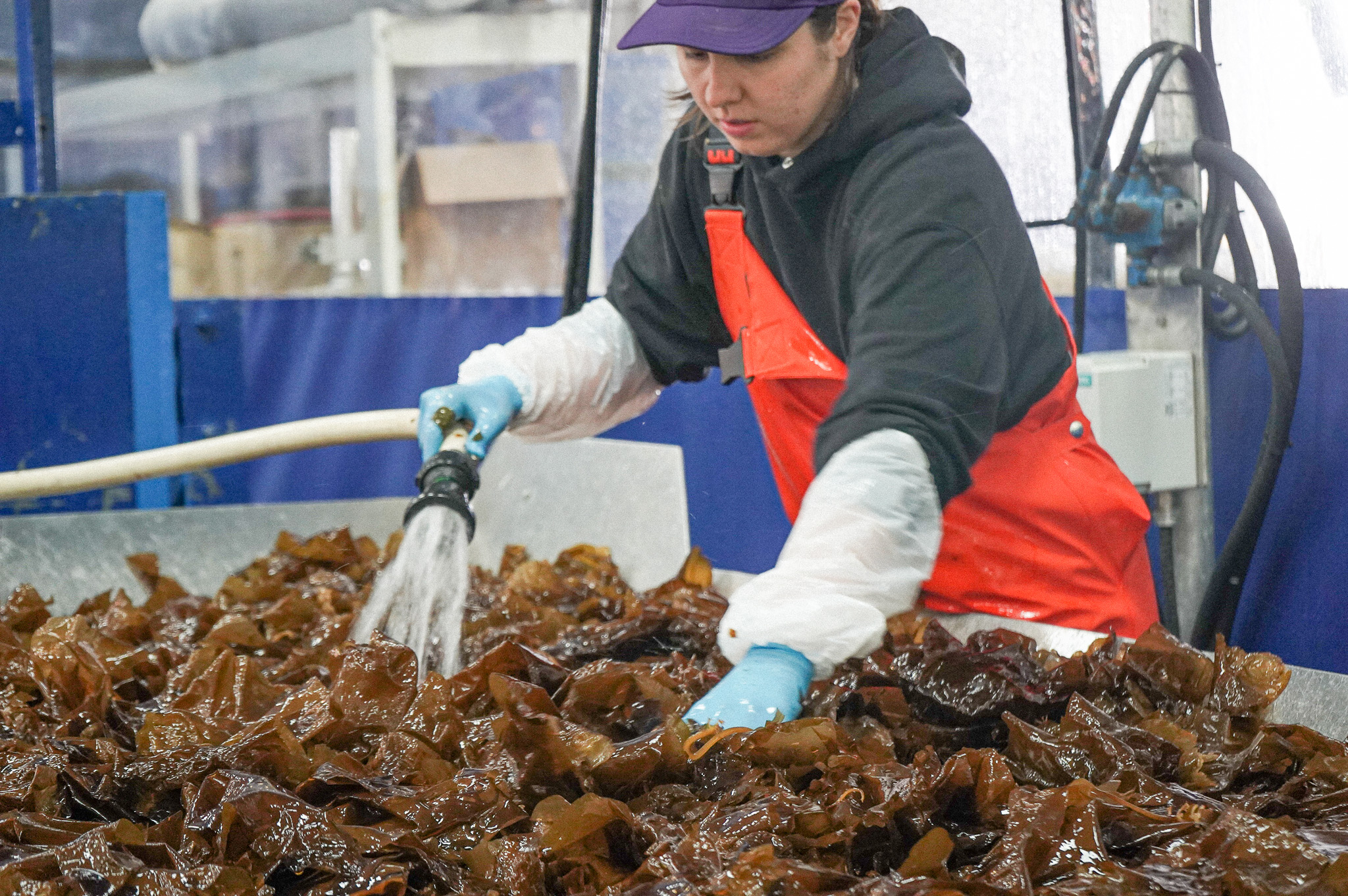 Seaweed A Sustainable Renewable Fertilizer Source Found Locally In Seaweed A Sustainable Renewable Fertilizer Source Found Locally In