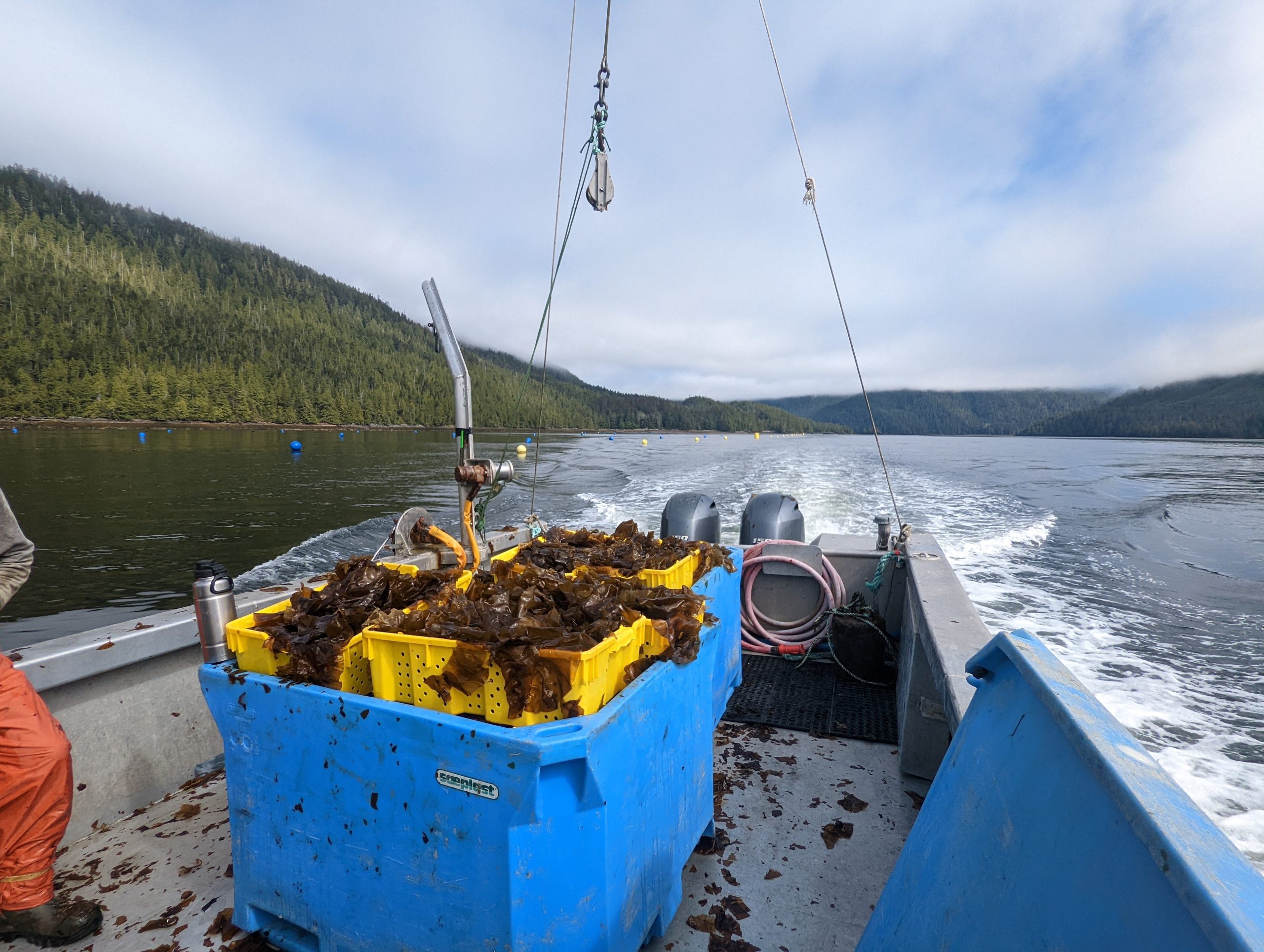In 2022, the ocean farming team at Metlakatla Development Corporation, GreenWave, and Ecotrust Canada planted our first two long lines (400m) of sugar kelp on Metlakatla’s ocean tenure up toward Tuck Inlet.