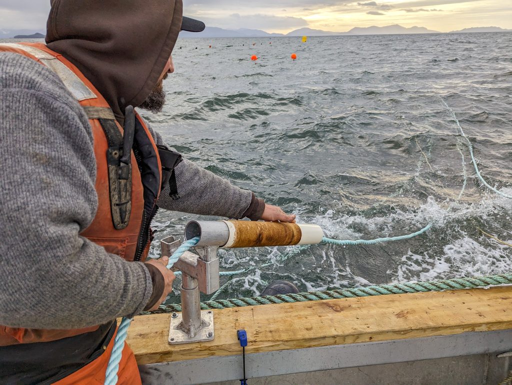 Outplanting kelp seedlings in the regenerative ocean farm led by Metlakatla First Nation in Northwest BC. Outplanting takes place in November.