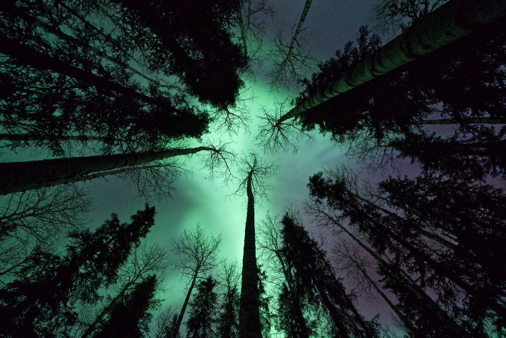 Trees and northern lights. Photo by Ryan Dickie