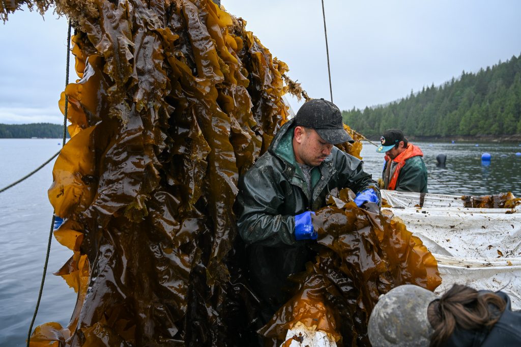 Harvesting kelp on Metlakatla's Regenerative Ocean Farm in northern British Columbia.
