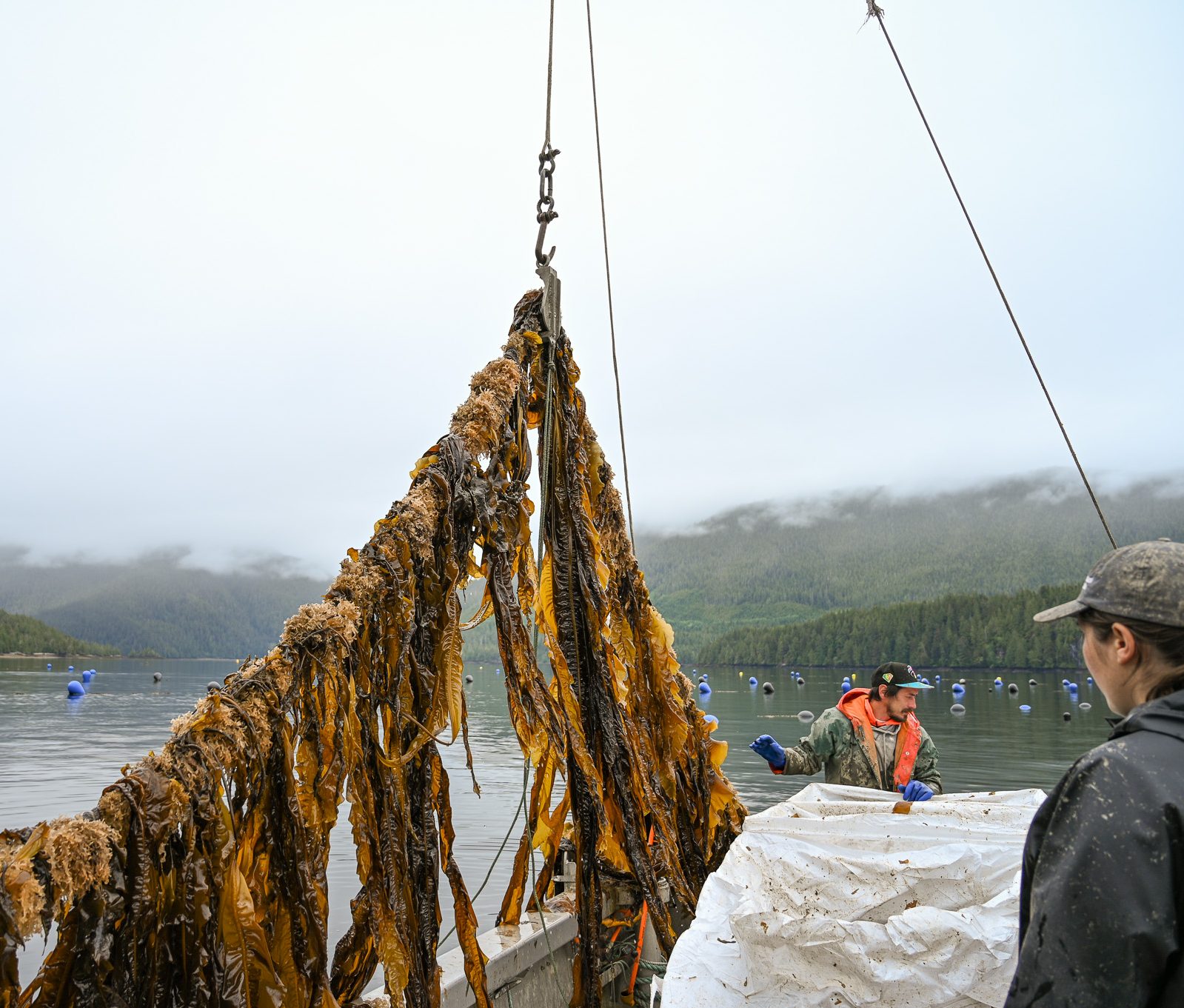 Ocean Rice Your Guide to Regenerative Ocean Farming in Northern BC - Ecotrust Canada