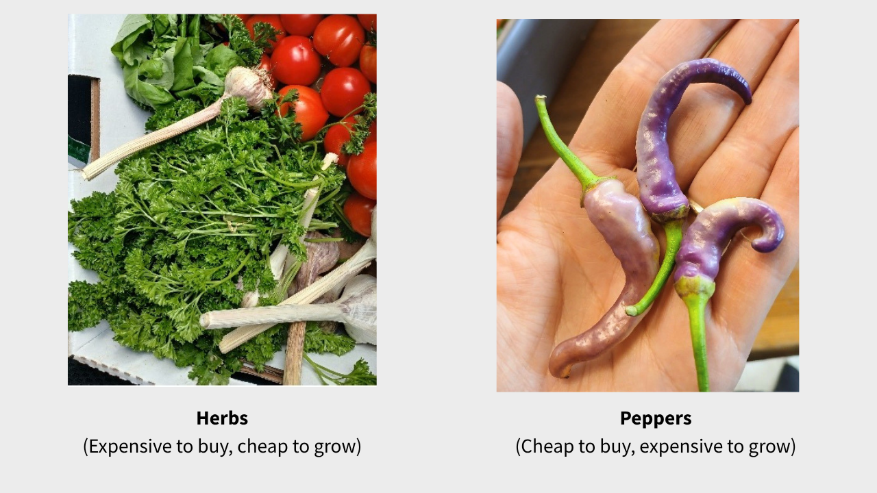 Herbs & Peppers - What to Grow on BC's North Coast: The Food Hub's Plant Picks for 2026