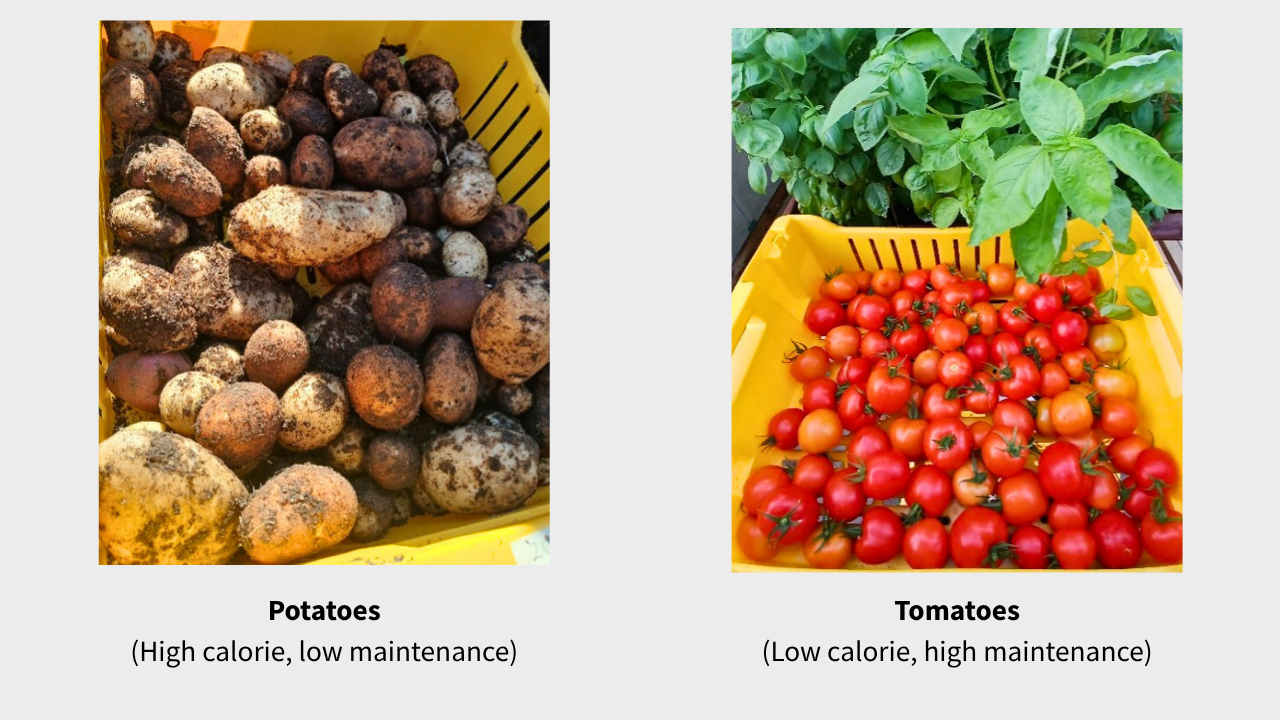 Potatoes & Tomatoes - What to Grow on BC's North Coast: The Food Hub's Plant Picks for 2026