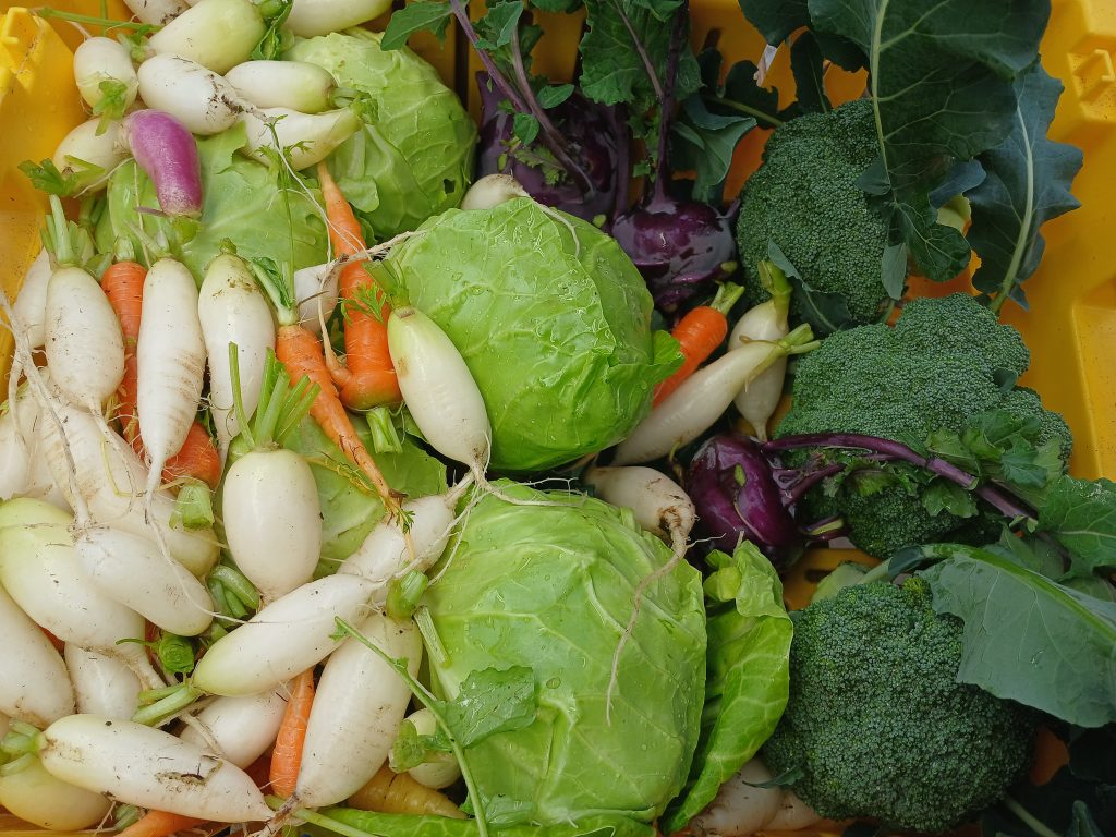 Vegetables plucked from the garden in the first year of the Food Hub. (Chelsey Wingfield, Ecotrust Canada photo)