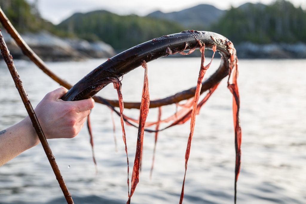 Pyropia nereocystis in Ts'msyen Territory, a species of pyropia (black seaweed) that grows on bull kelp. Photo by Troy Moth