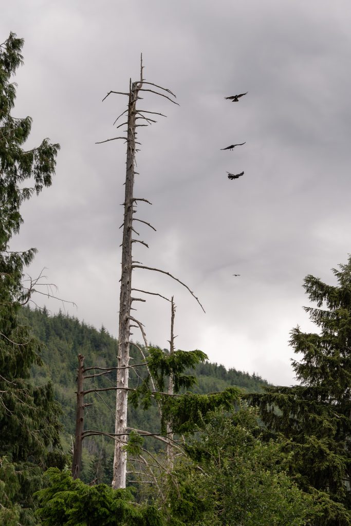 Three crows fly next to a dead stand surrounded by green forest.